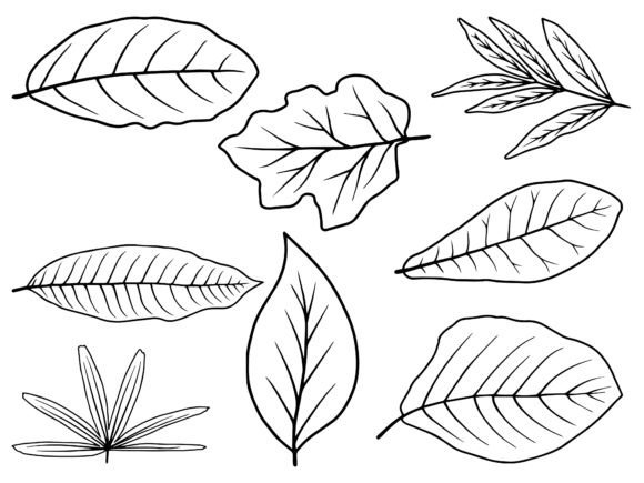 Download Hand Drawn Leaf Line Art Illustration - Leaf line art Collection